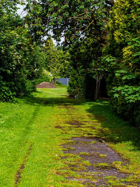 A paved driveway leading through a well-maintained garden with neatly trimmed spherical evergreen shrubs lining the right side. On the left, dense foliage of various bushes and trees creates a lush, g