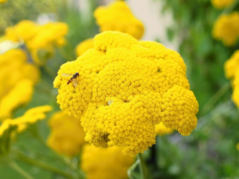 Green Barriers Elevated: Select the Best Privacy Plants in Tall Pots for Your Garden Sanctuary