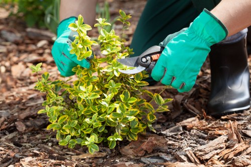 Vibrant flowers and plants maintained by Seven Kings Gardener